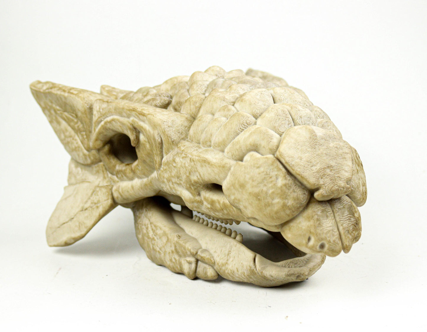 Ankylosaurus skull, Dinosaur Fossil Replica, Prehistoric Decor, Gift for Dinosaur Lovers