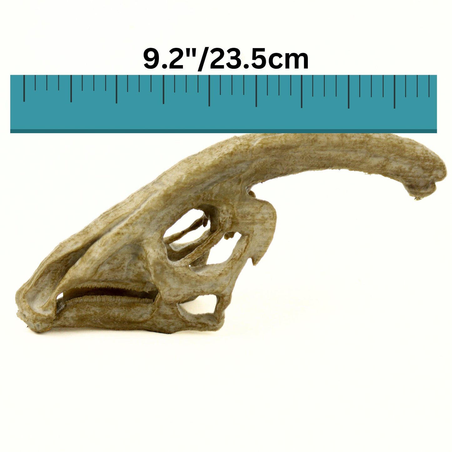 Parasaurolophus Ages Skull, Prehistoric Dinosaur Sculpture, Gift for Paleontology Enthusiasts