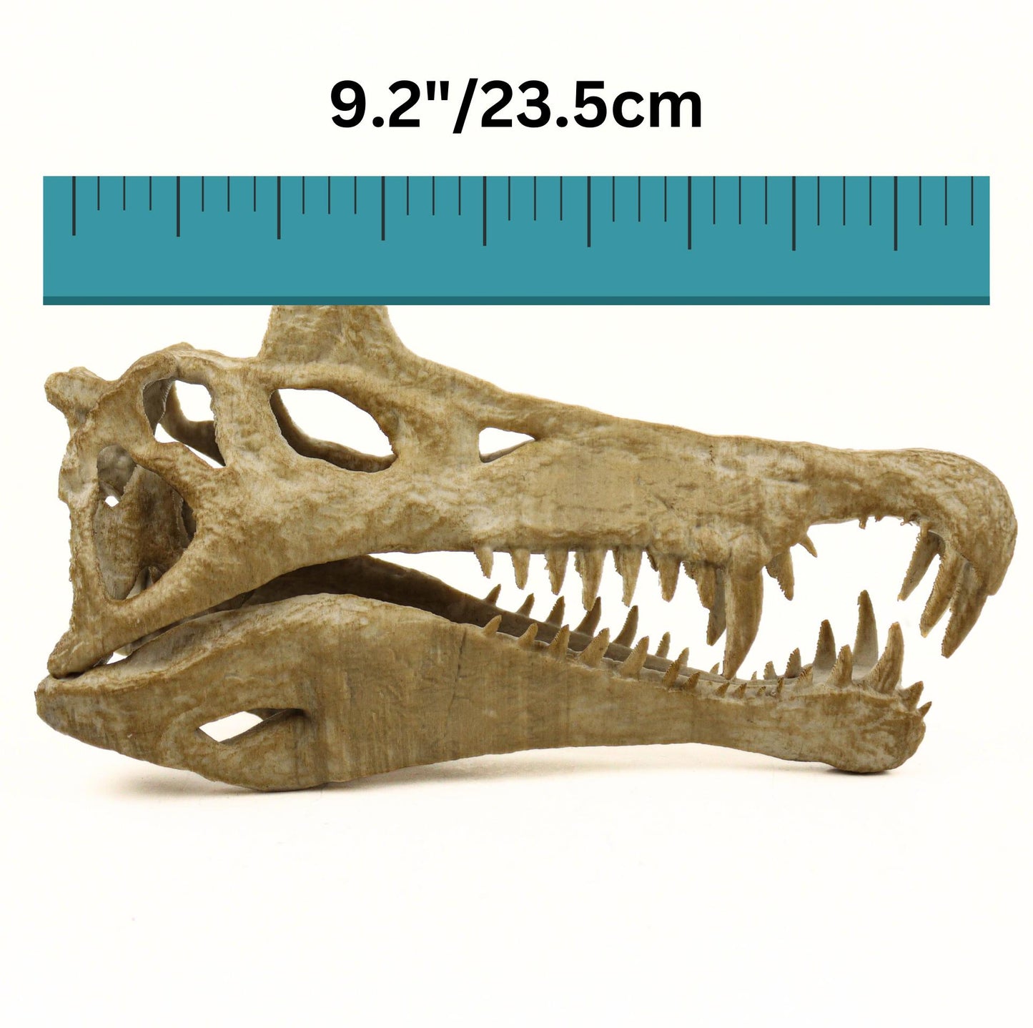 Handpainted Spinosaurus Skull Replica: Aged Dinosaur Fossil Decor