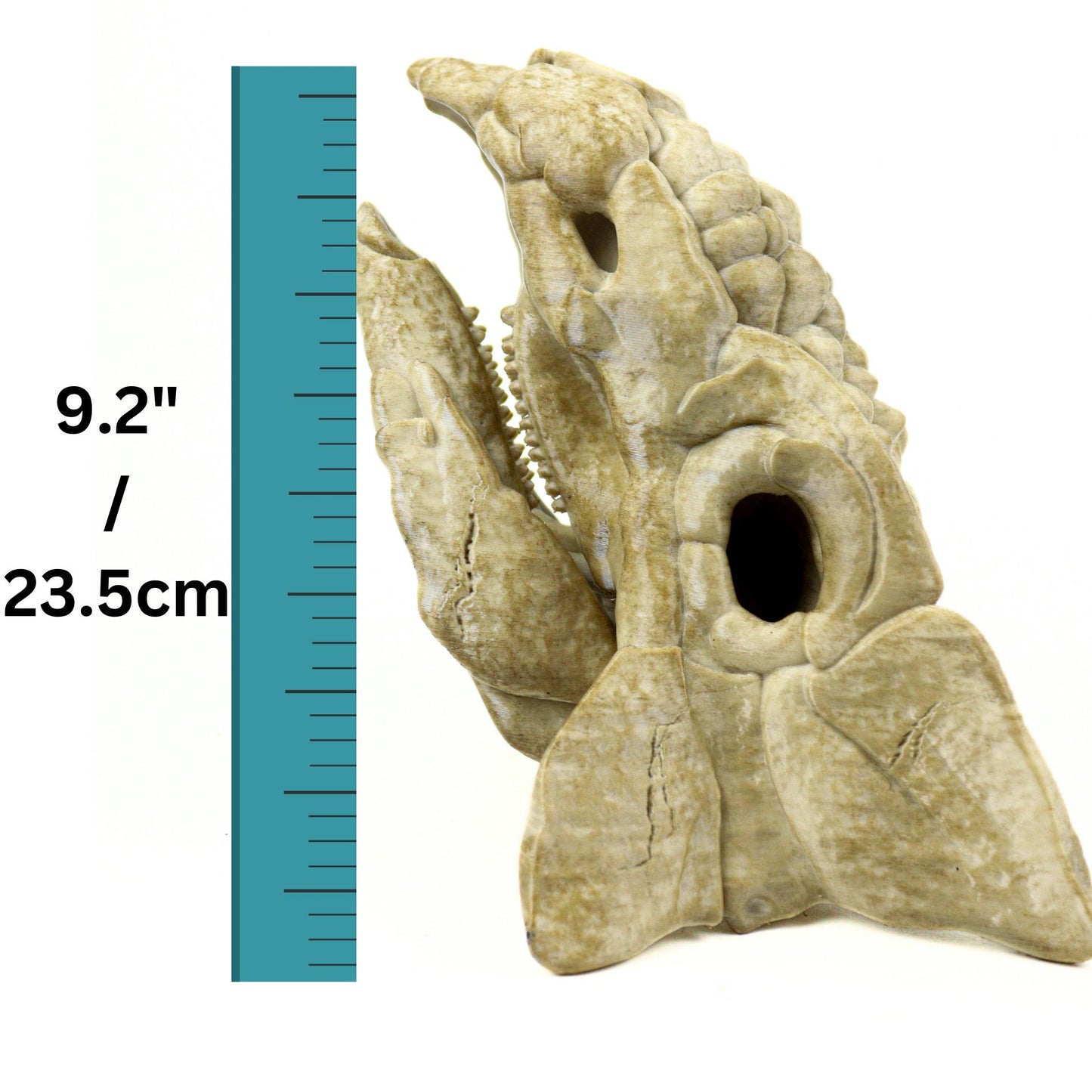 Ankylosaurus skull, Dinosaur Fossil Replica, Prehistoric Decor, Gift for Dinosaur Lovers