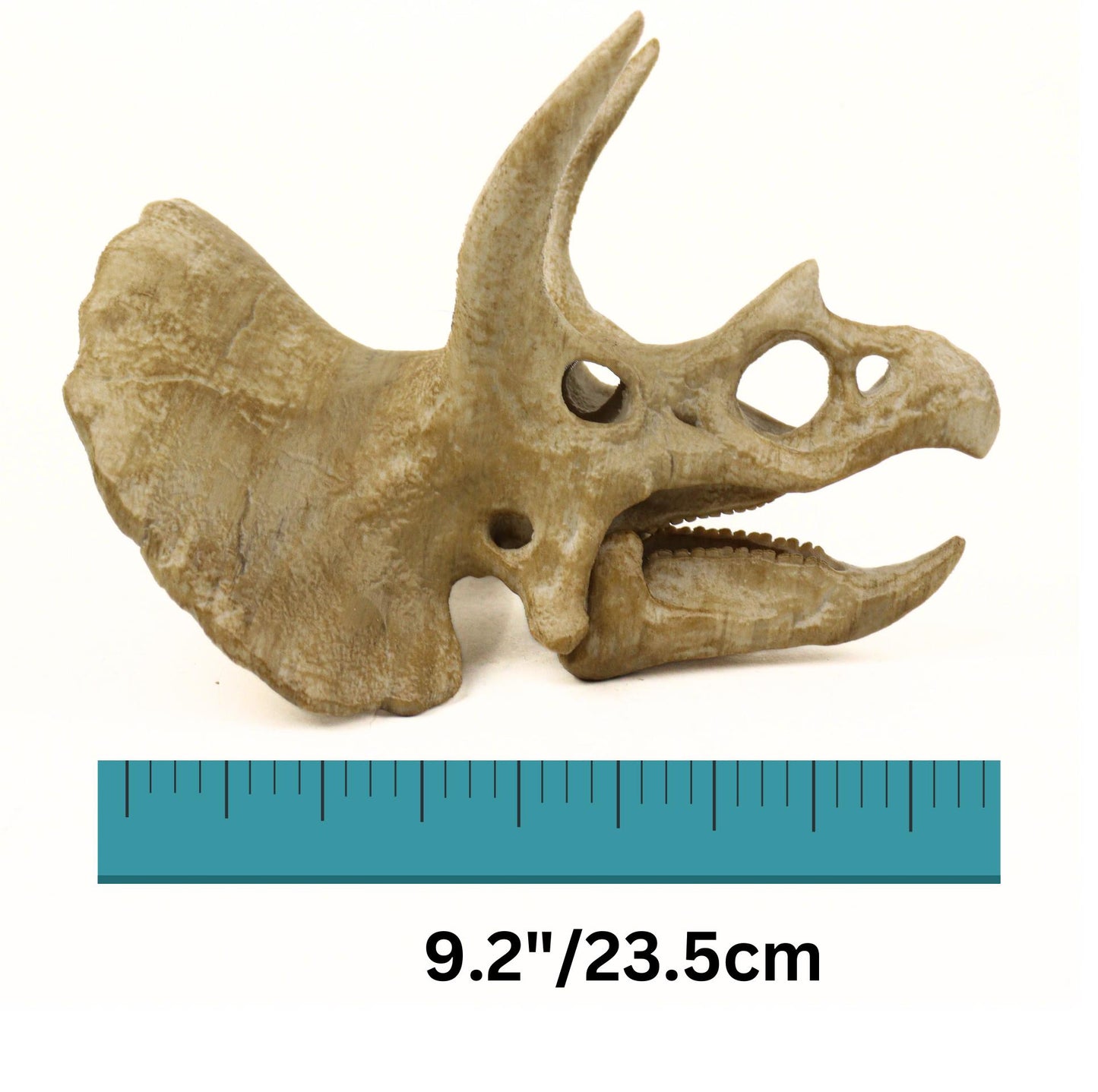 Handpainted Triceratops Skull Replica: Prehistoric Fossil Decor