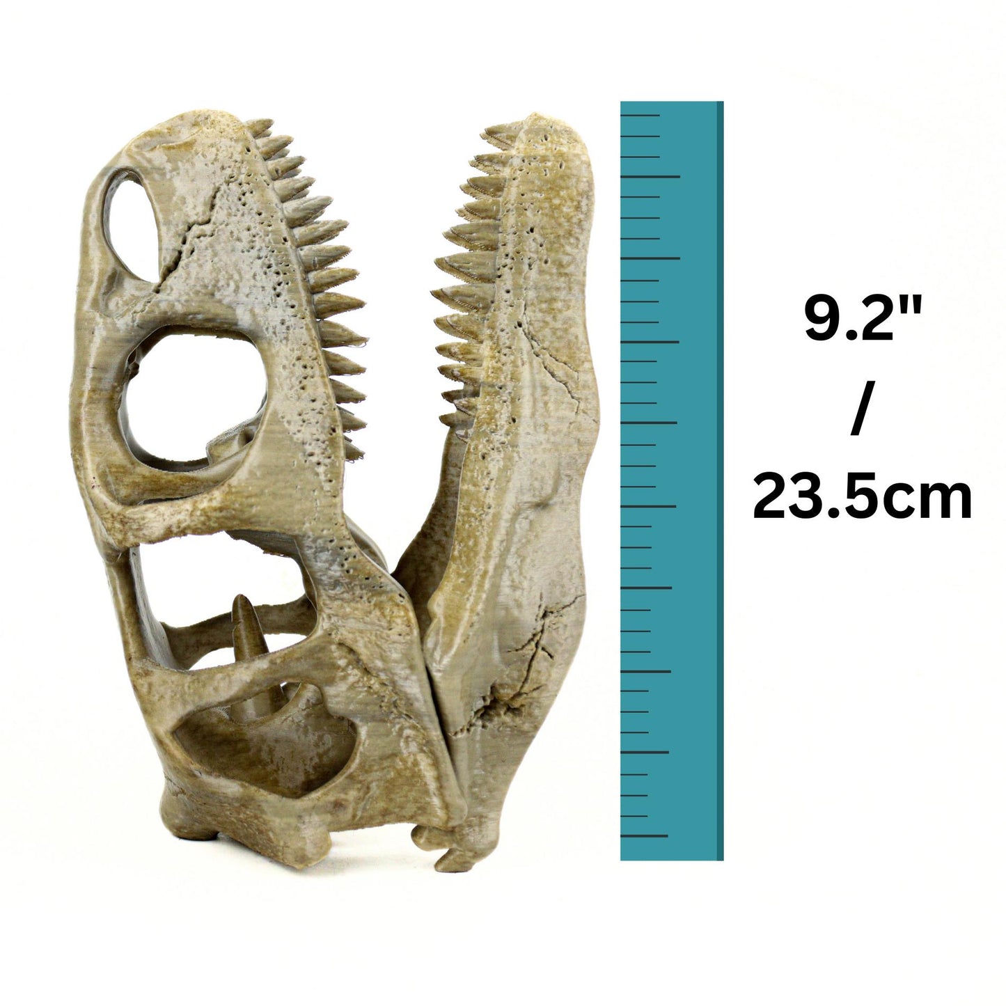 Utahraptor Skull, Dinosaur Fossil Seplica, Prehistoric decor, Gift for dinosaur lovers