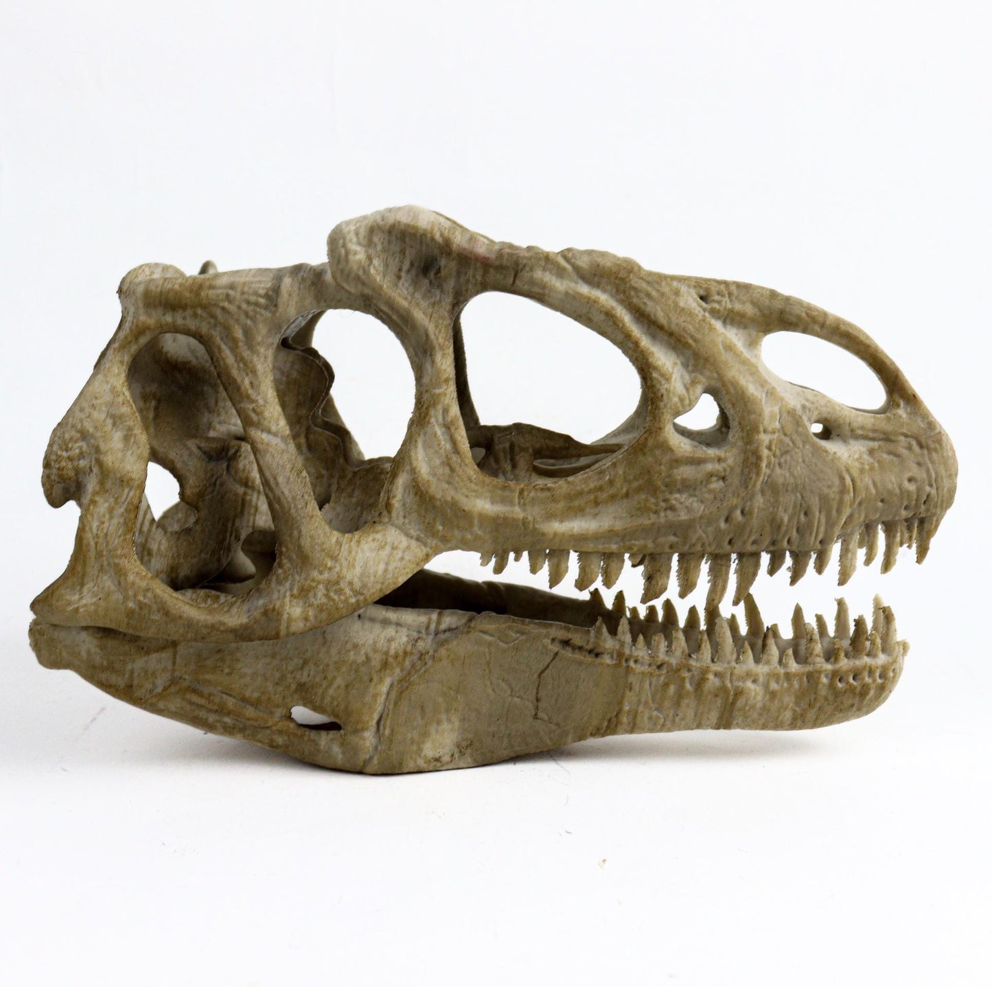 Allosaurus skull, Dinosaur Aged Skull Replica, Prehistoric Dinosaur Fossil Decor, Jurassic Collectible Gift