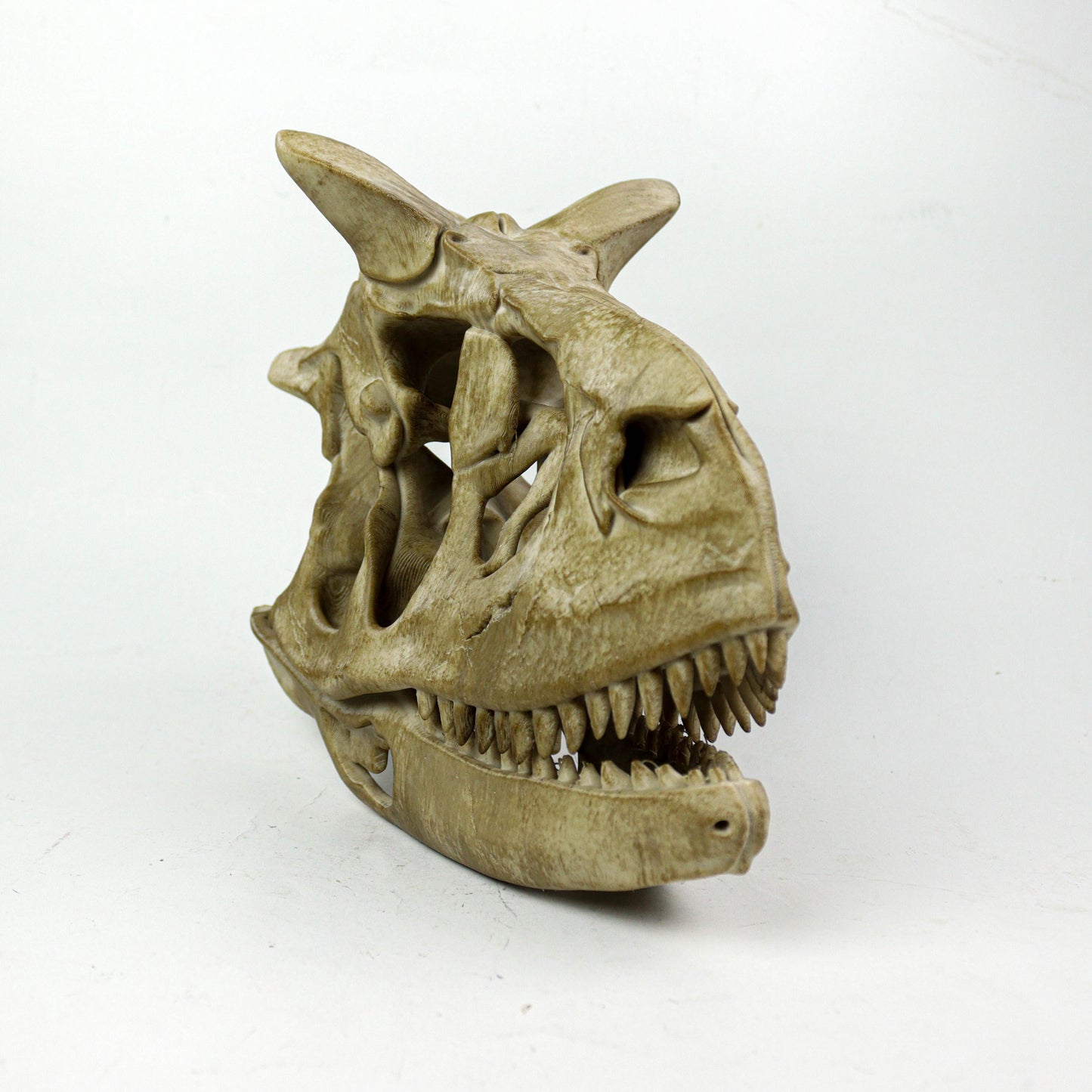 Aged Carnotaurus Skull Replica: Dinosaur Fossil Decor