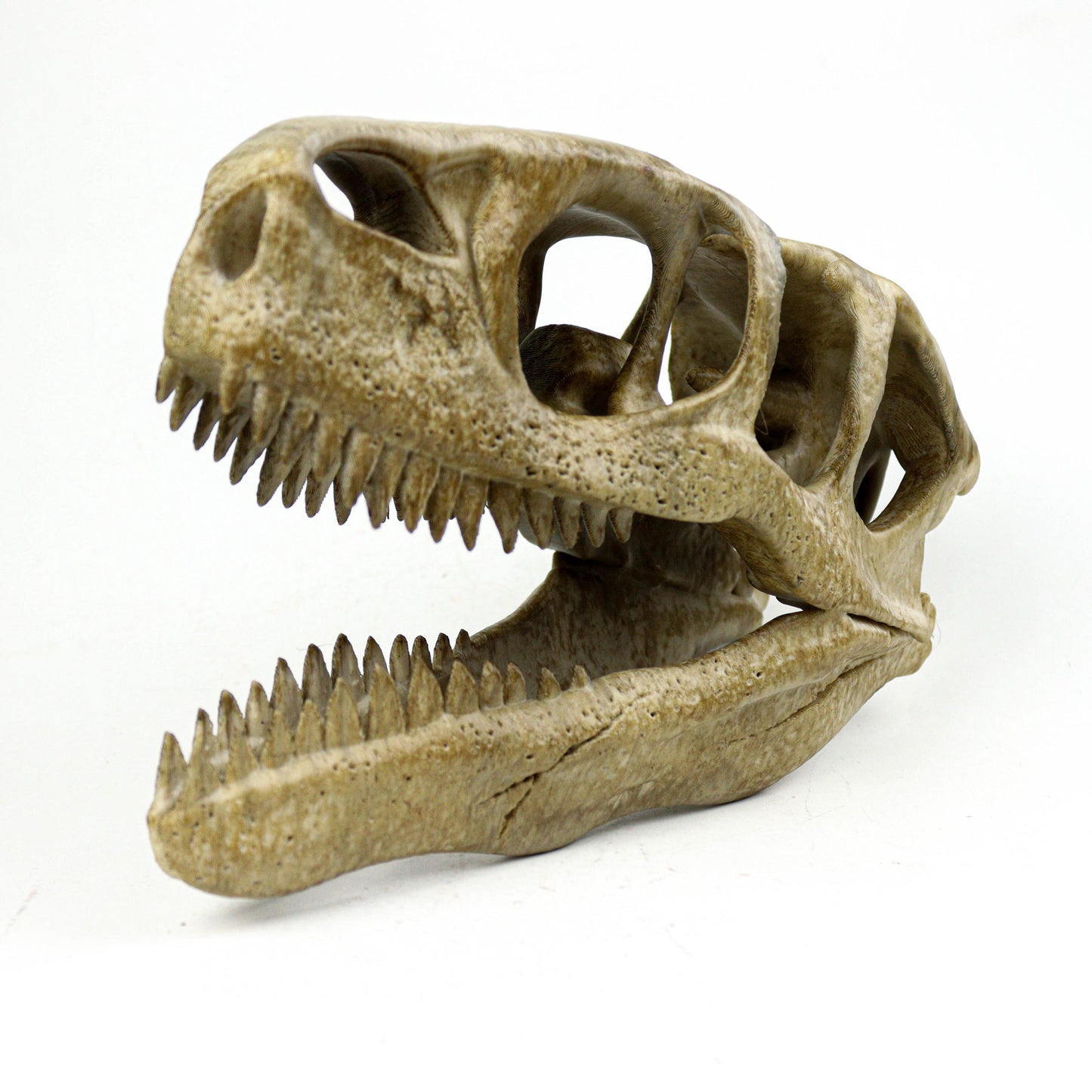 Utahraptor Skull, Dinosaur Fossil Seplica, Prehistoric decor, Gift for dinosaur lovers