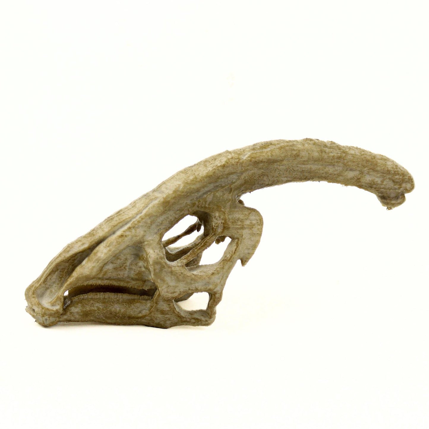 Parasaurolophus Ages Skull, Prehistoric Dinosaur Sculpture, Gift for Paleontology Enthusiasts