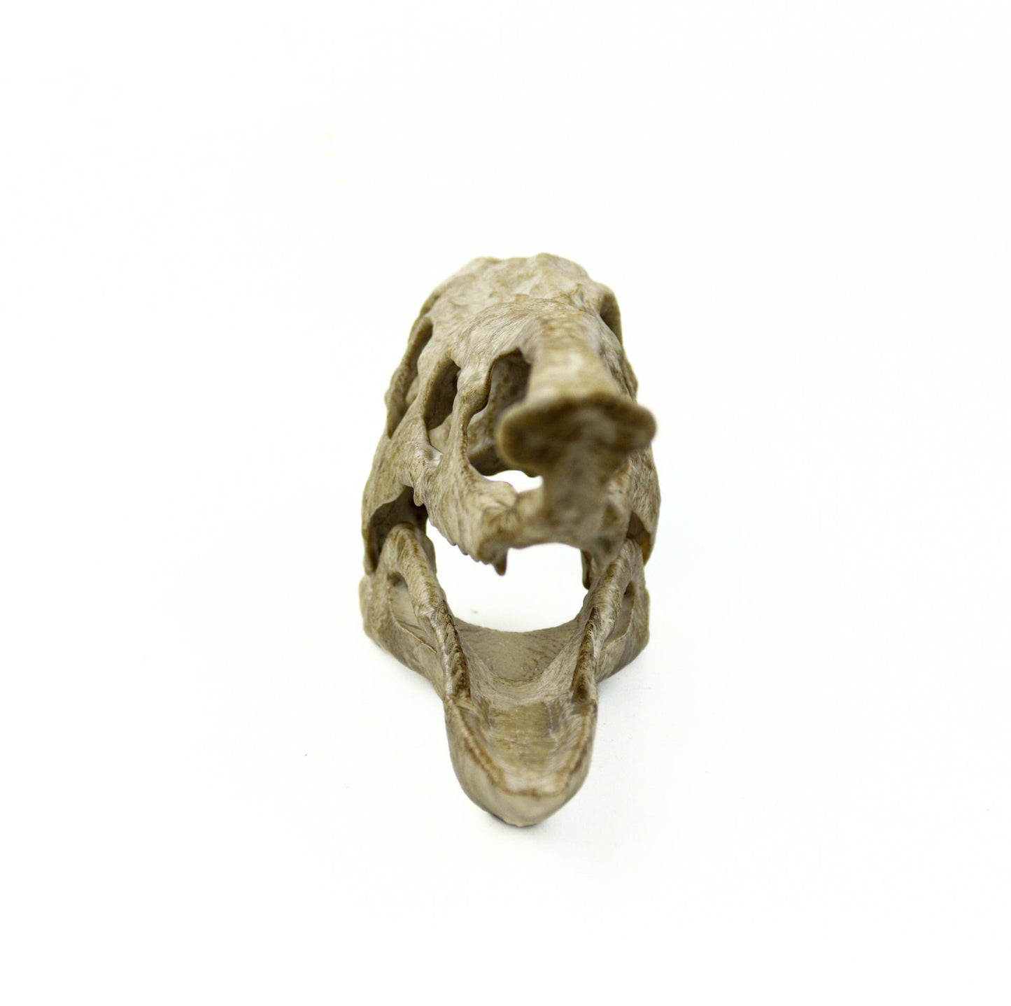 Desmatosuchus Aged Skull Replica, Triassic Fossil Display for Home or Office
