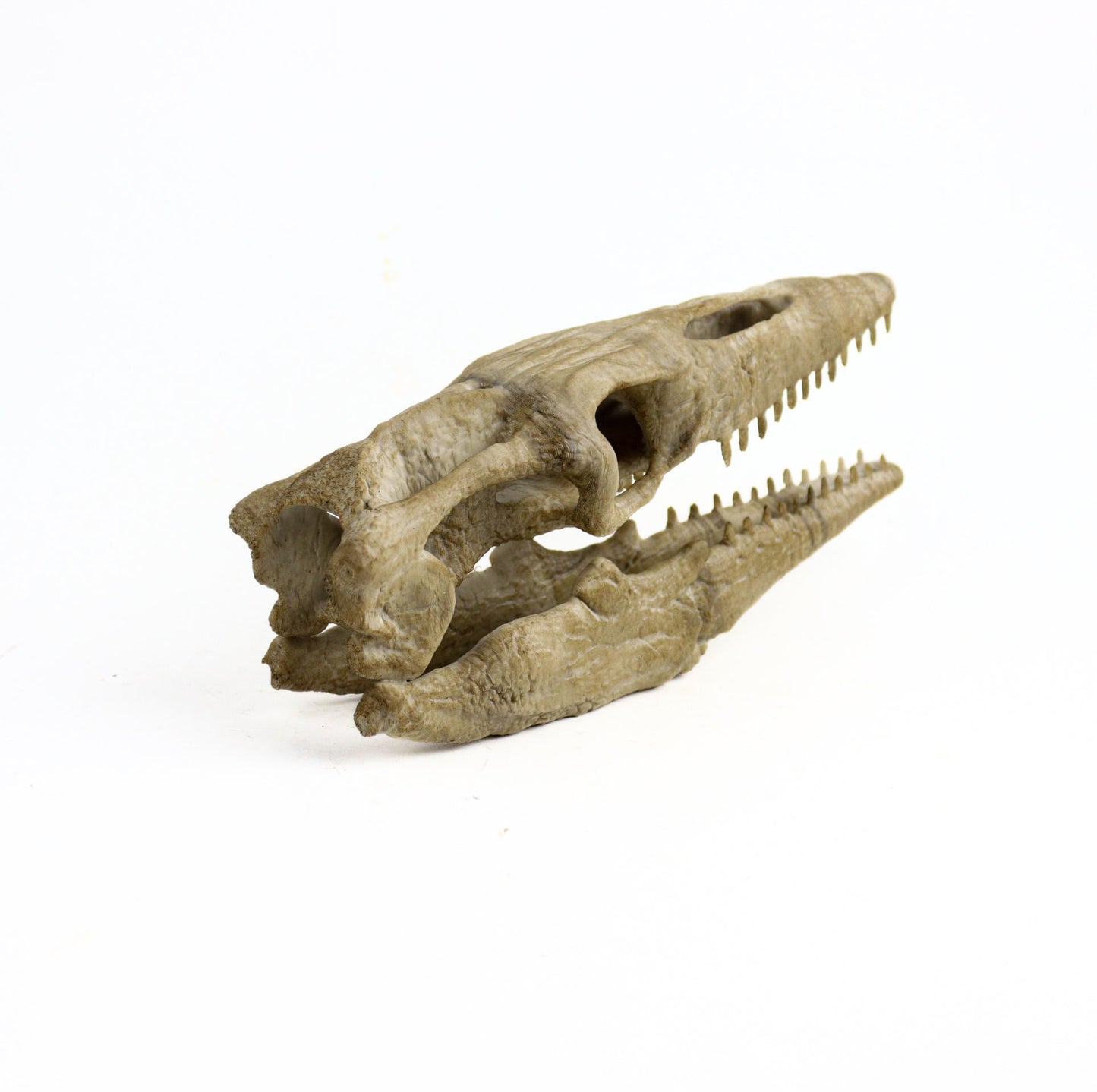 Mosasaurus Skull, Aged Reptile Skull Replica, Prehistoric Dinosaur Fossil Decor, Jurassic Collectible Gift