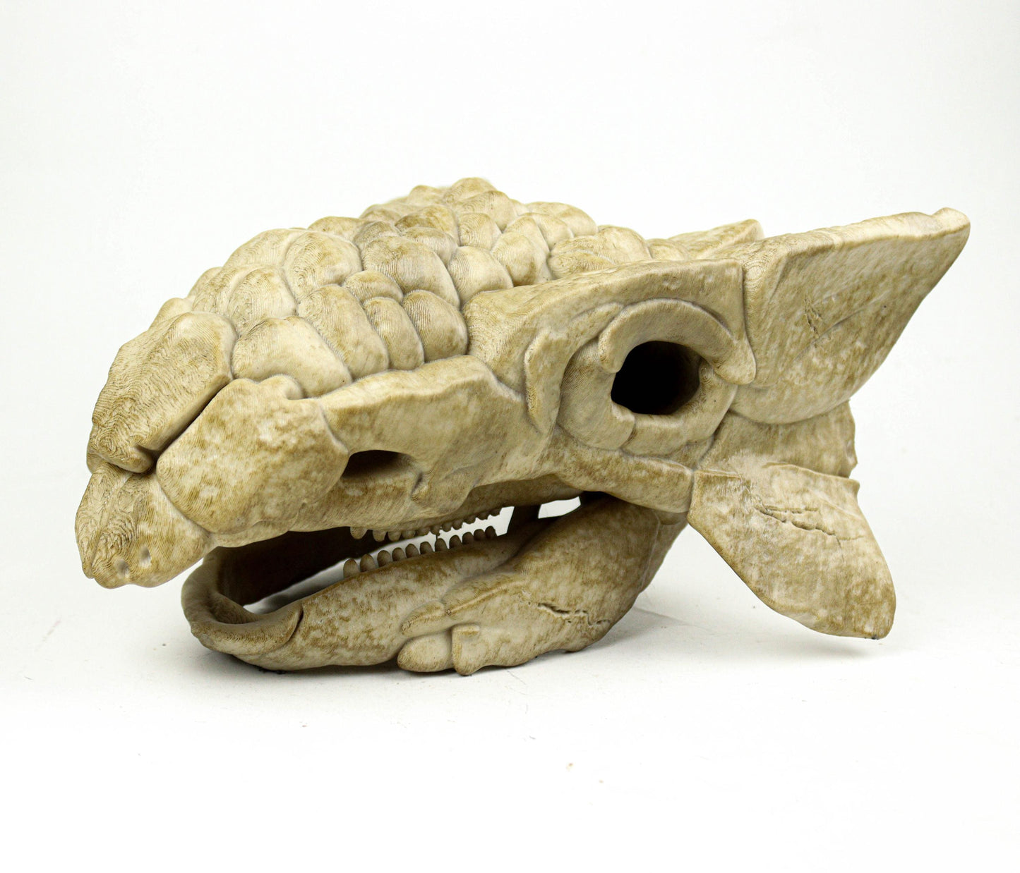 Ankylosaurus skull, Dinosaur Fossil Replica, Prehistoric Decor, Gift for Dinosaur Lovers