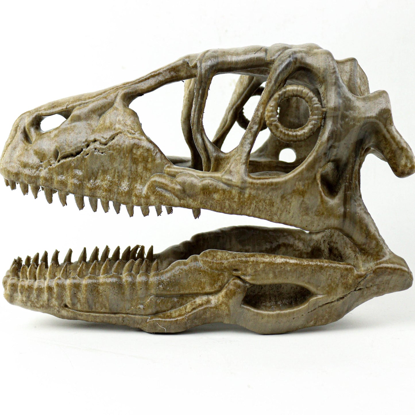 Deinonychus skull, Museum style raptor fossil sculpture for home or office decor