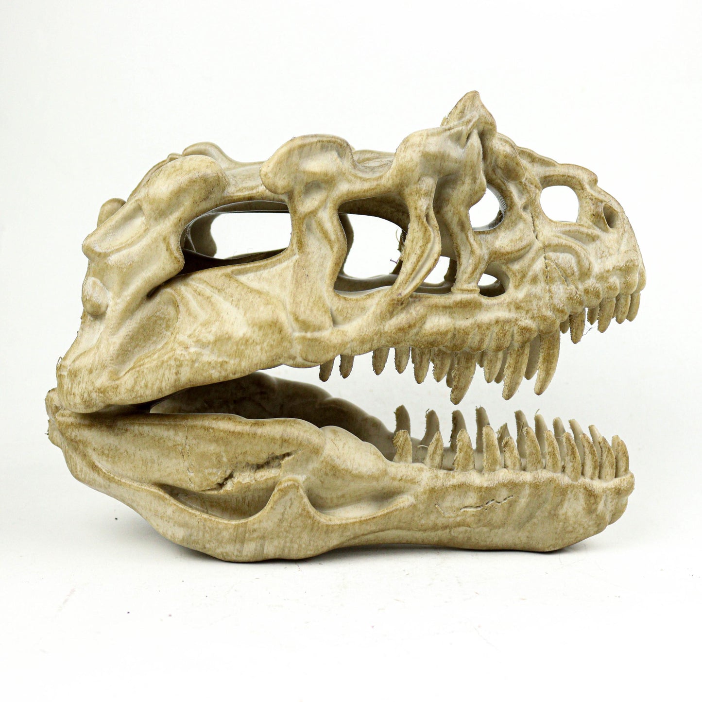 Aged Ceratosaurus Skull Replica: Prehistoric Dinosaur Fossil Model
