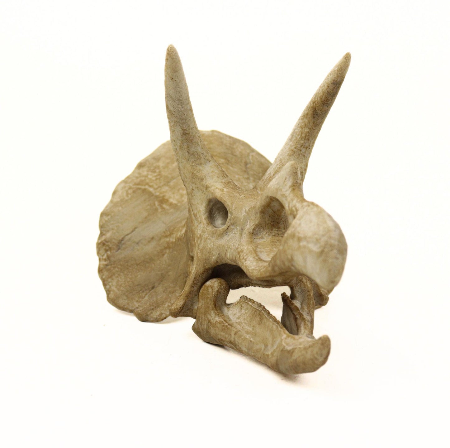Handpainted Triceratops Skull Replica: Prehistoric Fossil Decor