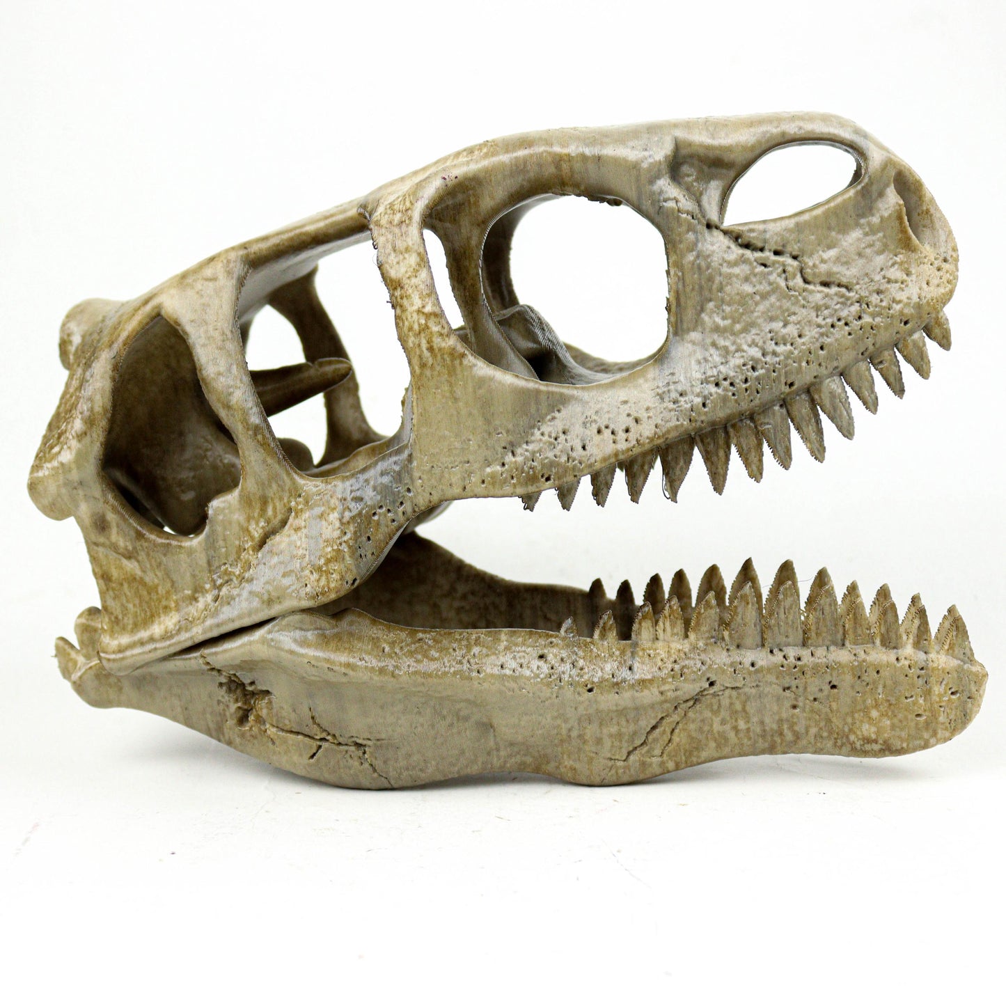 Utahraptor Skull, Dinosaur Fossil Seplica, Prehistoric decor, Gift for dinosaur lovers
