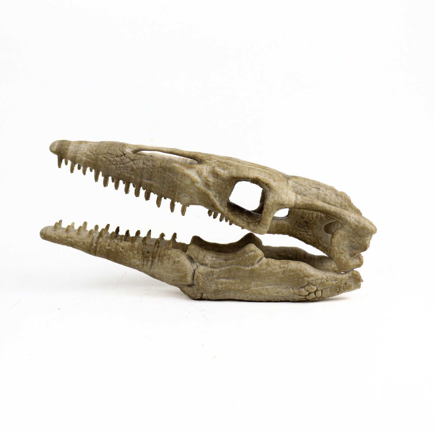 Mosasaurus Skull, Aged Reptile Skull Replica, Prehistoric Dinosaur Fossil Decor, Jurassic Collectible Gift
