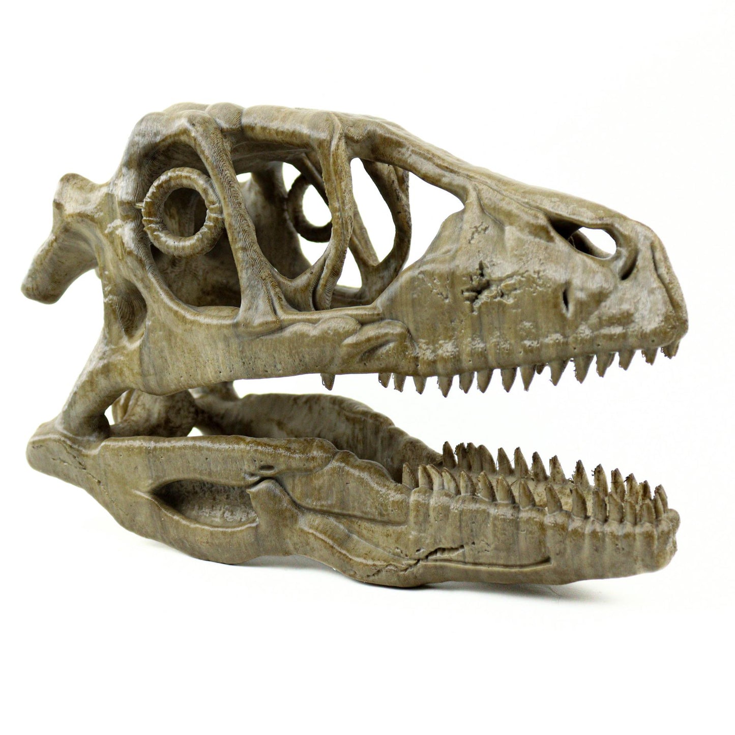 Deinonychus skull, Museum style raptor fossil sculpture for home or office decor
