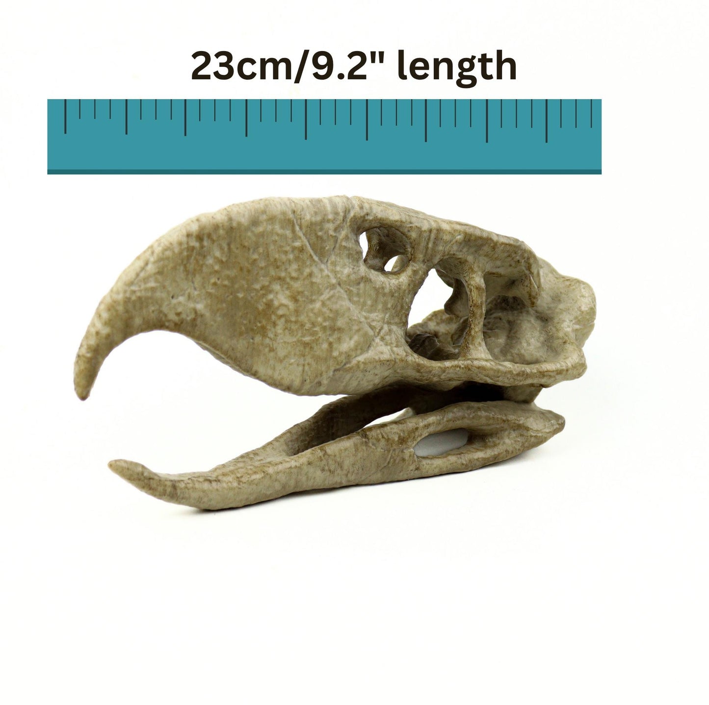 Phorusrhacos Skull Replica, Prehistoric Terror Bird Fossil Decor