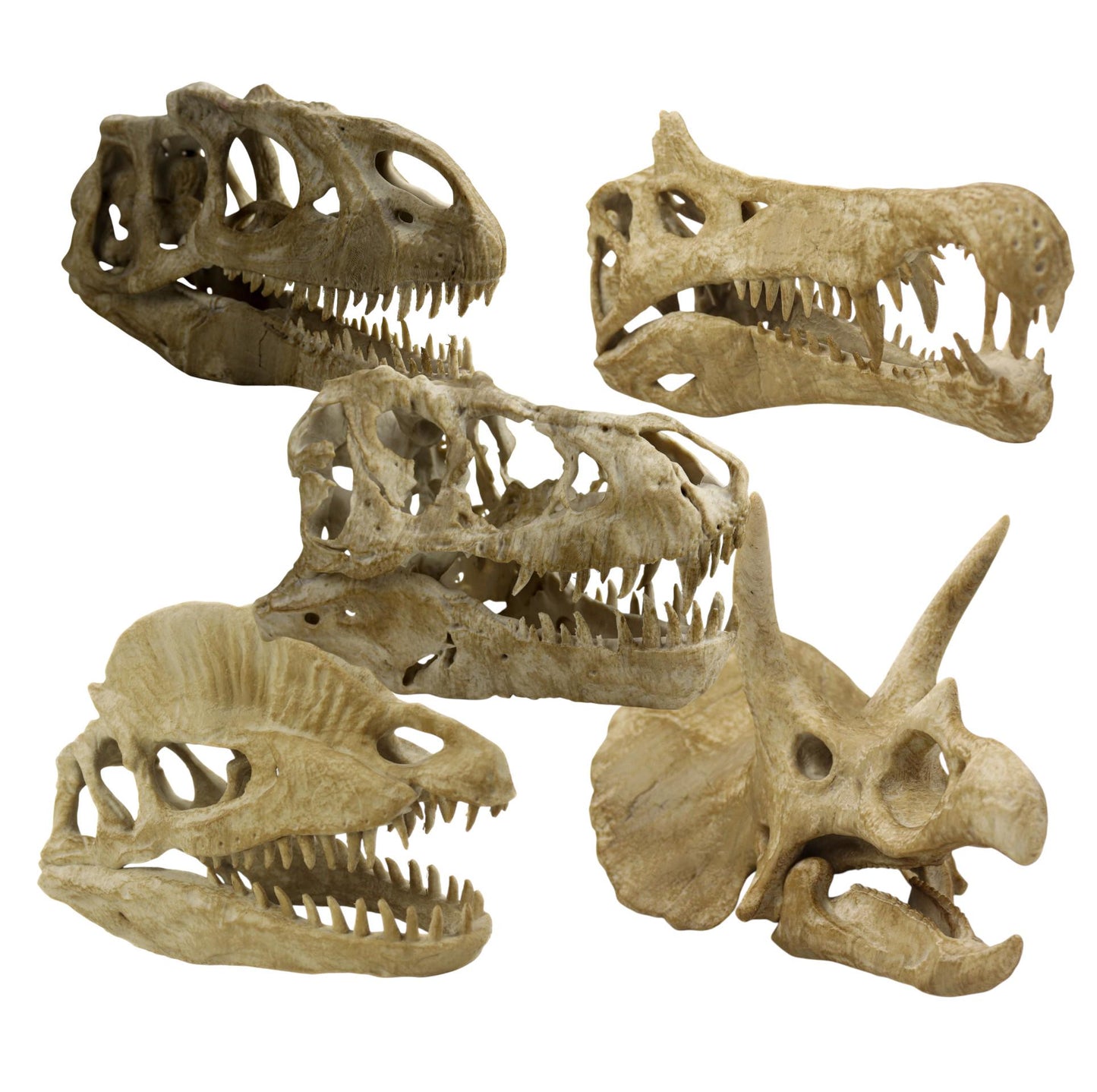 Dinosaurs fossils pack 9.2"/23.5cm Length: T-rex skull, Velociraptor, Allosaurus, Spinosaurus, Triceratops, Dilophosaurus etc