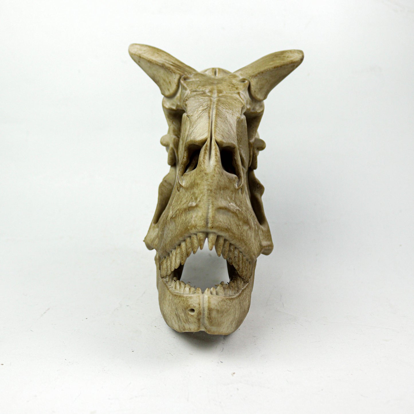 Aged Carnotaurus Skull Replica: Dinosaur Fossil Decor