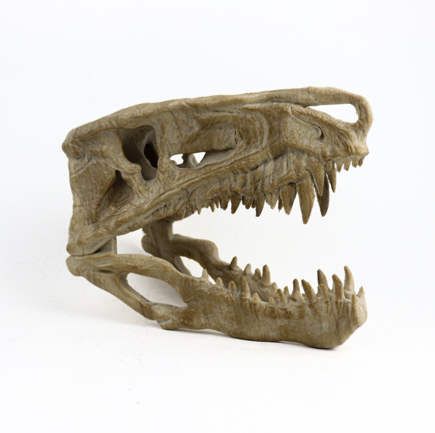 Postosuchus Kkull, Aged Reptile Skull Replica, Prehistoric Dinosaur Fossil Decor, Jurassic Collectible Gift