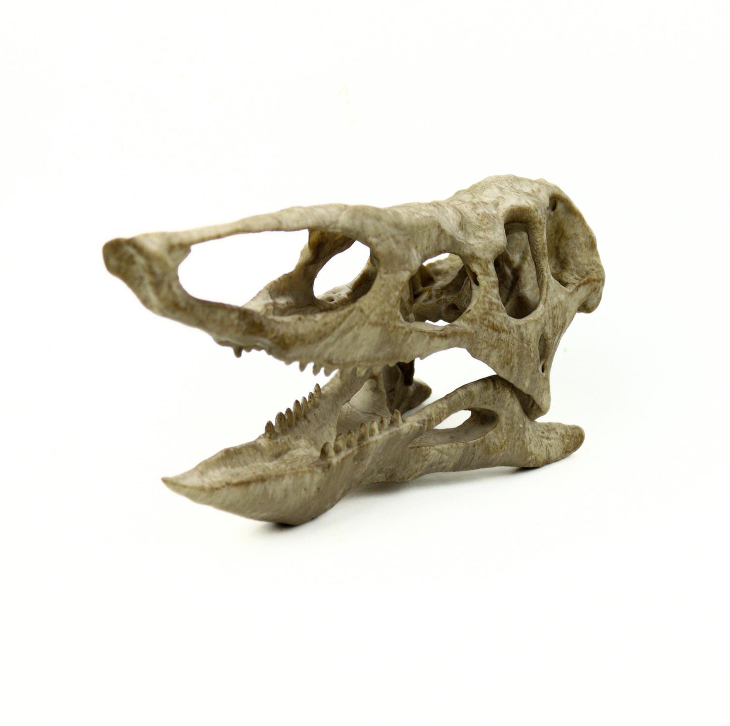 Desmatosuchus Aged Skull Replica, Triassic Fossil Display for Home or Office