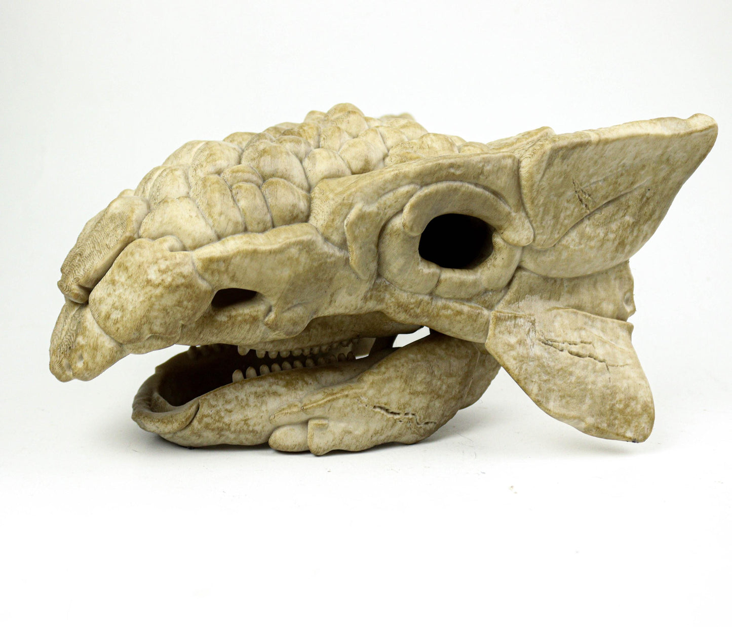 Ankylosaurus skull, Dinosaur Fossil Replica, Prehistoric Decor, Gift for Dinosaur Lovers