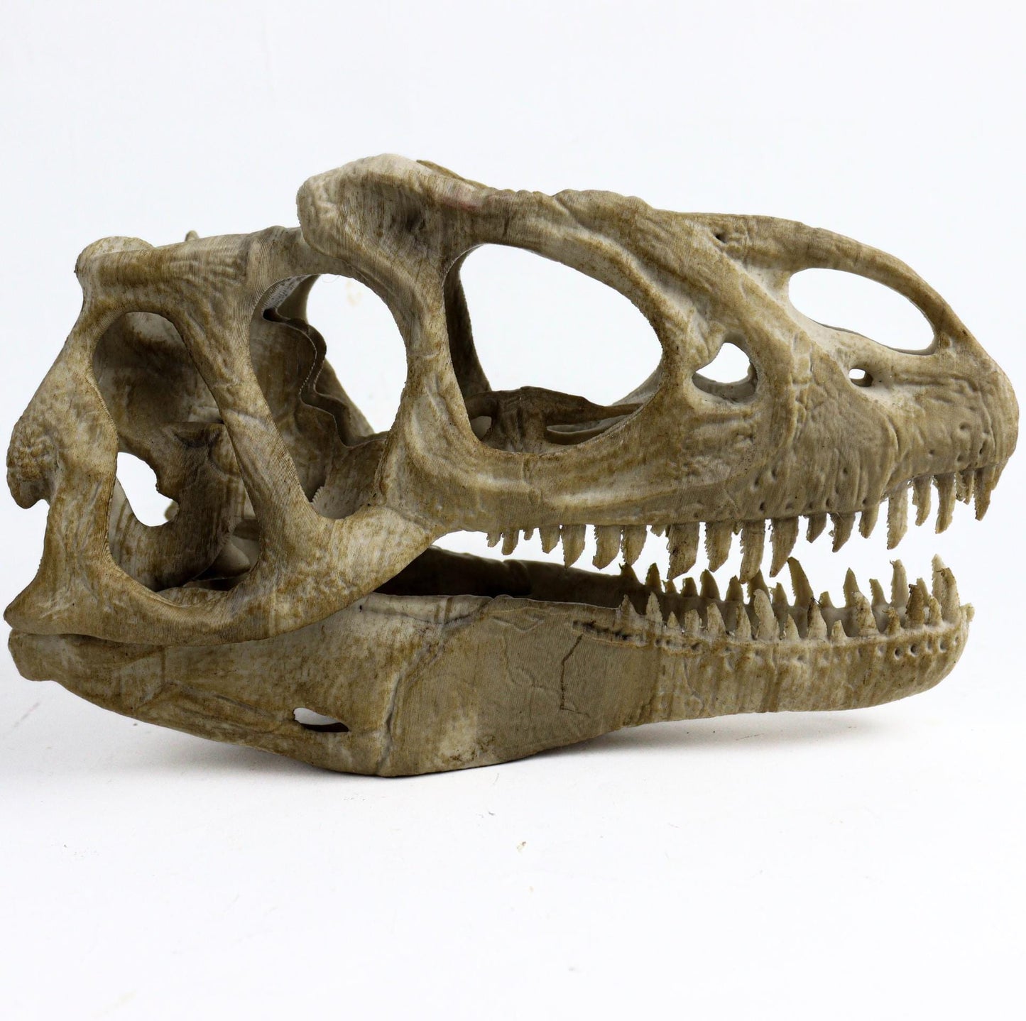 Allosaurus skull, Dinosaur Aged Skull Replica, Prehistoric Dinosaur Fossil Decor, Jurassic Collectible Gift