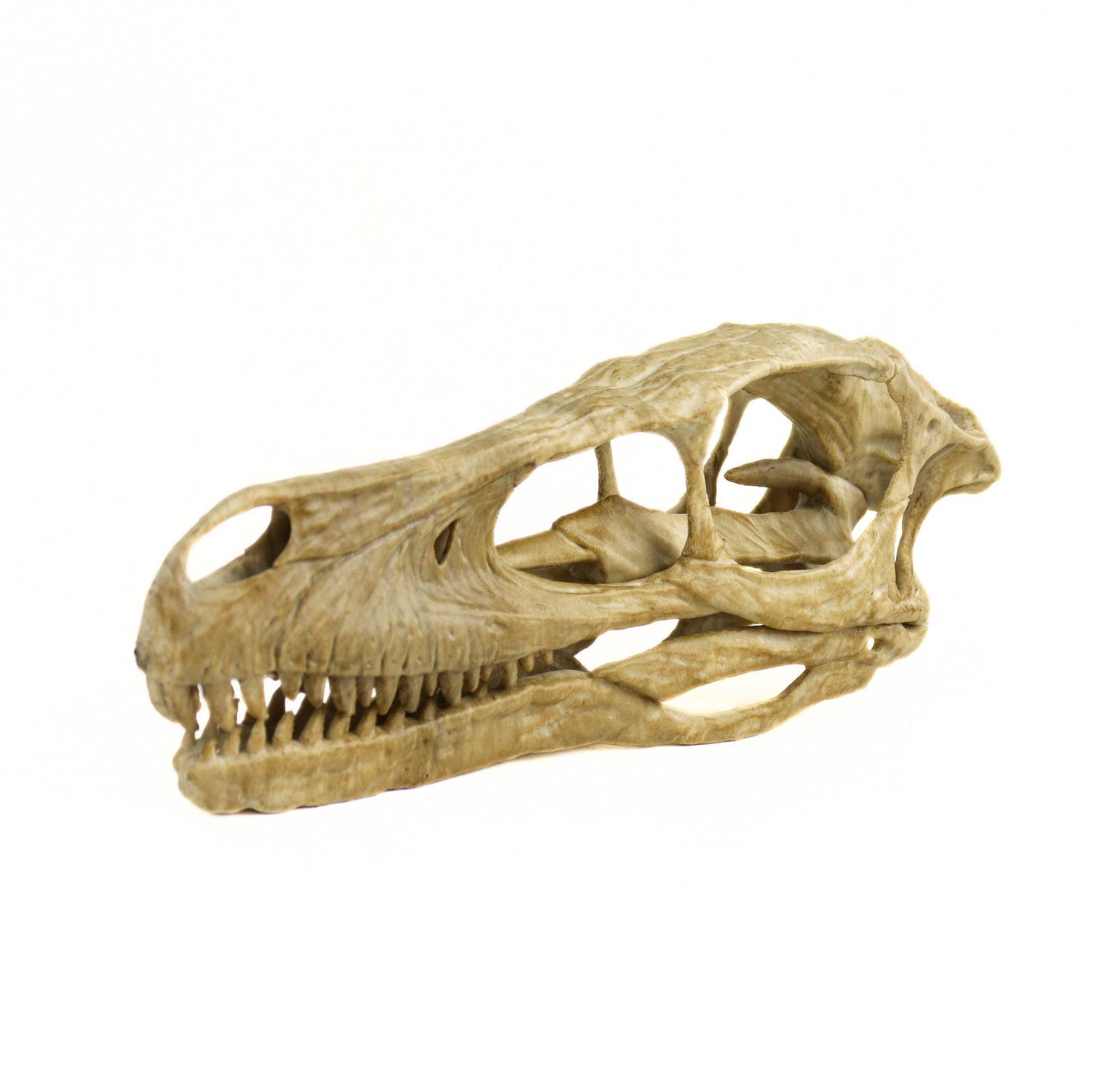 Velociraptor skull, Velociraptor Handpainted Aged Skull Replica, Prehistoric Dinosaur Fossil Decor, Jurassic Collectible Gift