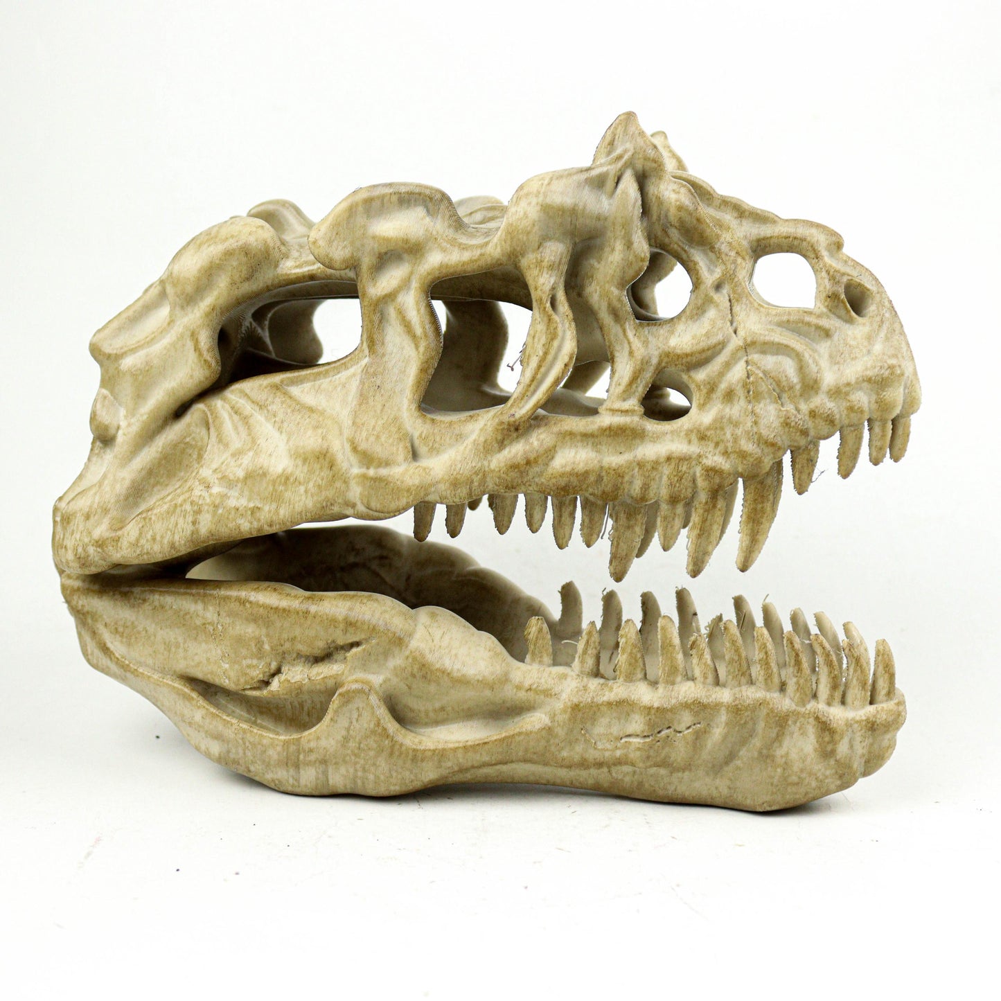 Aged Ceratosaurus Skull Replica: Prehistoric Dinosaur Fossil Model