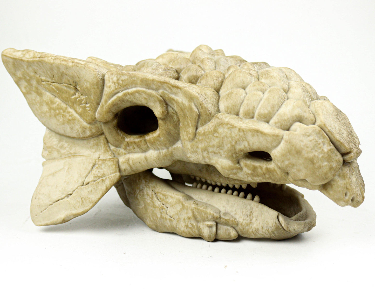 Ankylosaurus skull, Dinosaur Fossil Replica, Prehistoric Decor, Gift for Dinosaur Lovers