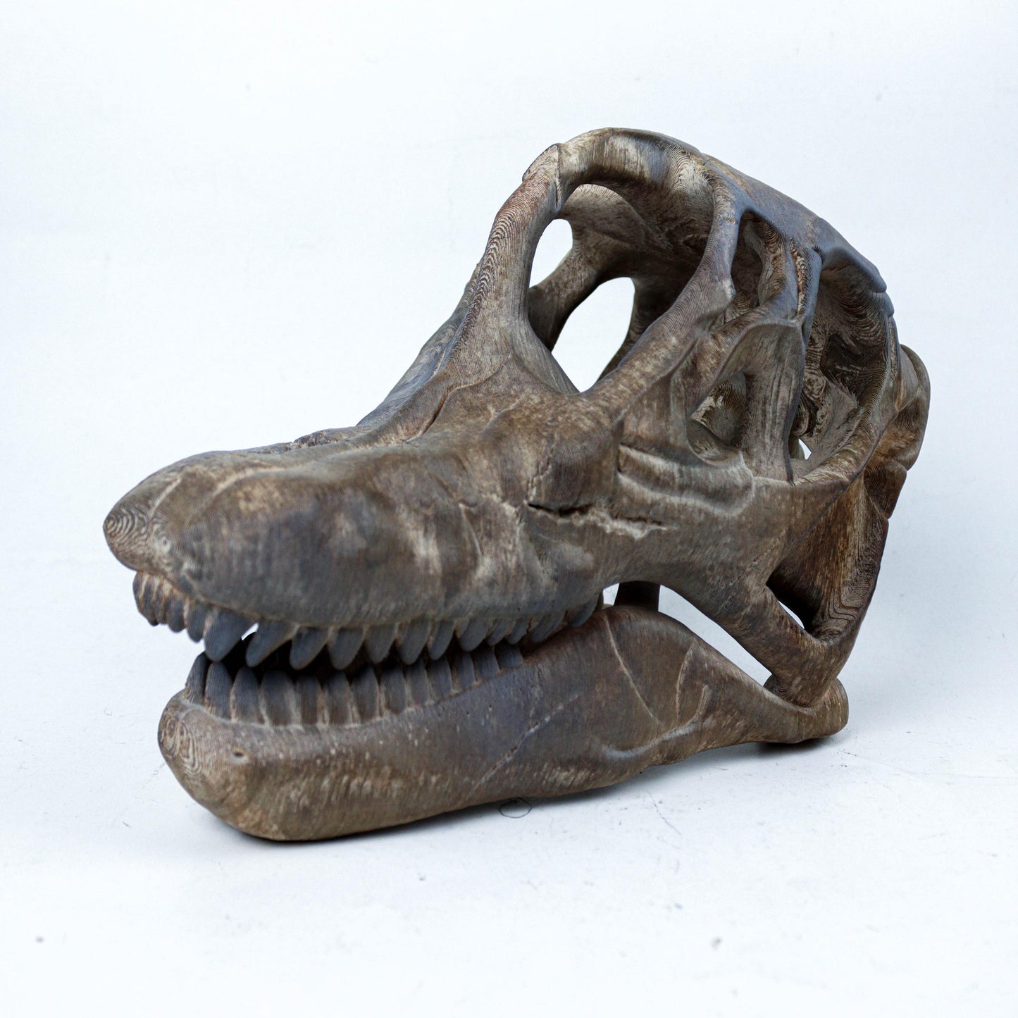 Brachiosaurus Painted Skull Replica, Prehistoric Dinosaur Fossil Model, Unique Dinosaur Lover Gift