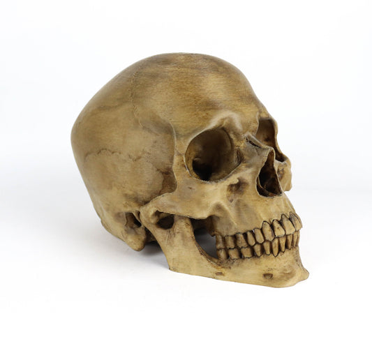 Aged Human Skull Decor, Lifesize Horror Prop, Headphone Holder Decoration