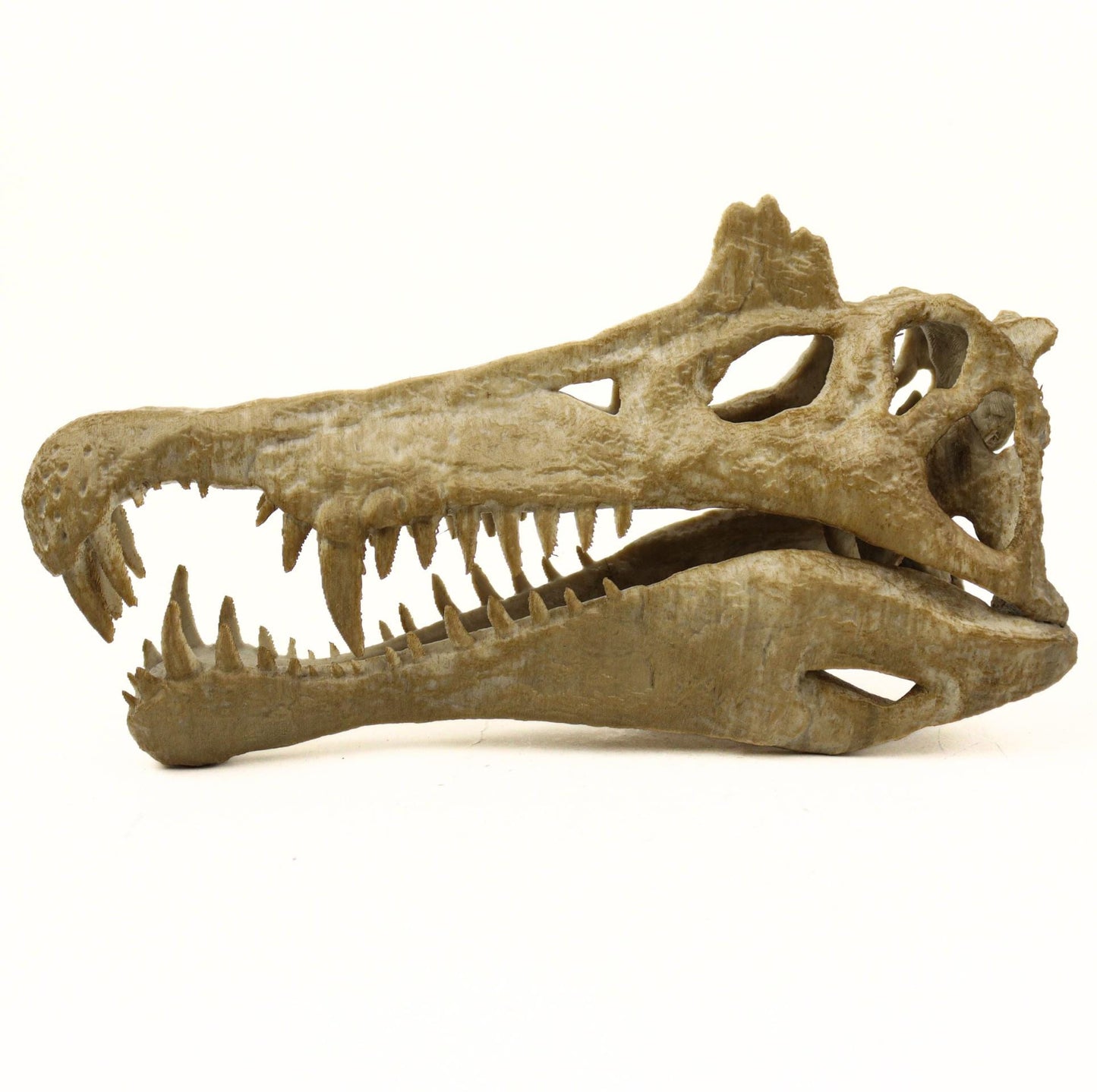 Handpainted Spinosaurus Skull Replica: Aged Dinosaur Fossil Decor