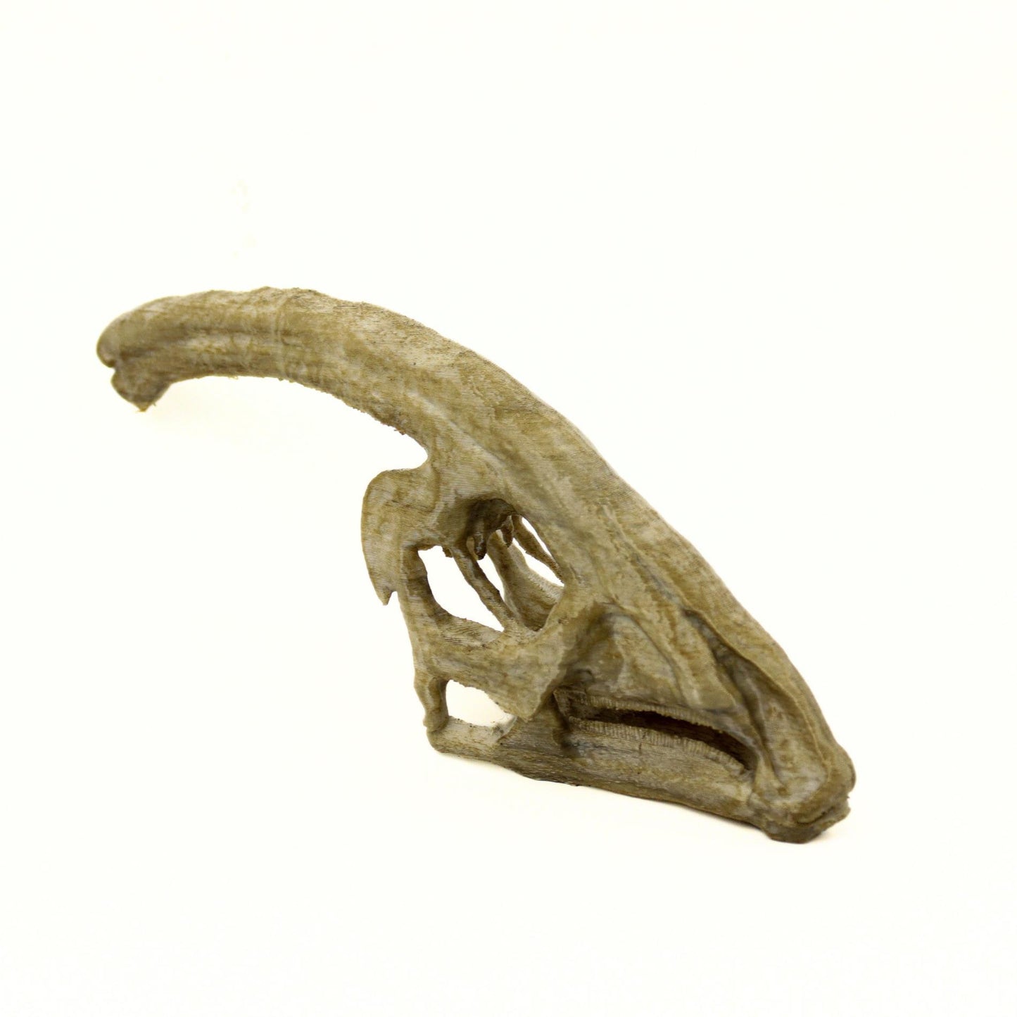 Parasaurolophus Ages Skull, Prehistoric Dinosaur Sculpture, Gift for Paleontology Enthusiasts