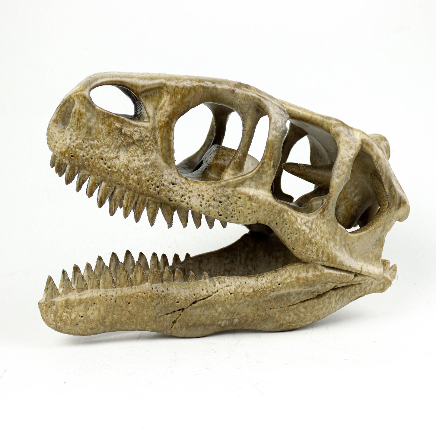 Utahraptor Skull, Dinosaur Fossil Seplica, Prehistoric decor, Gift for dinosaur lovers