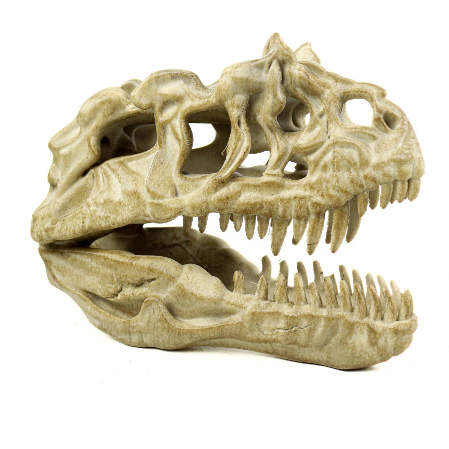 Aged Ceratosaurus Skull Replica: Prehistoric Dinosaur Fossil Model