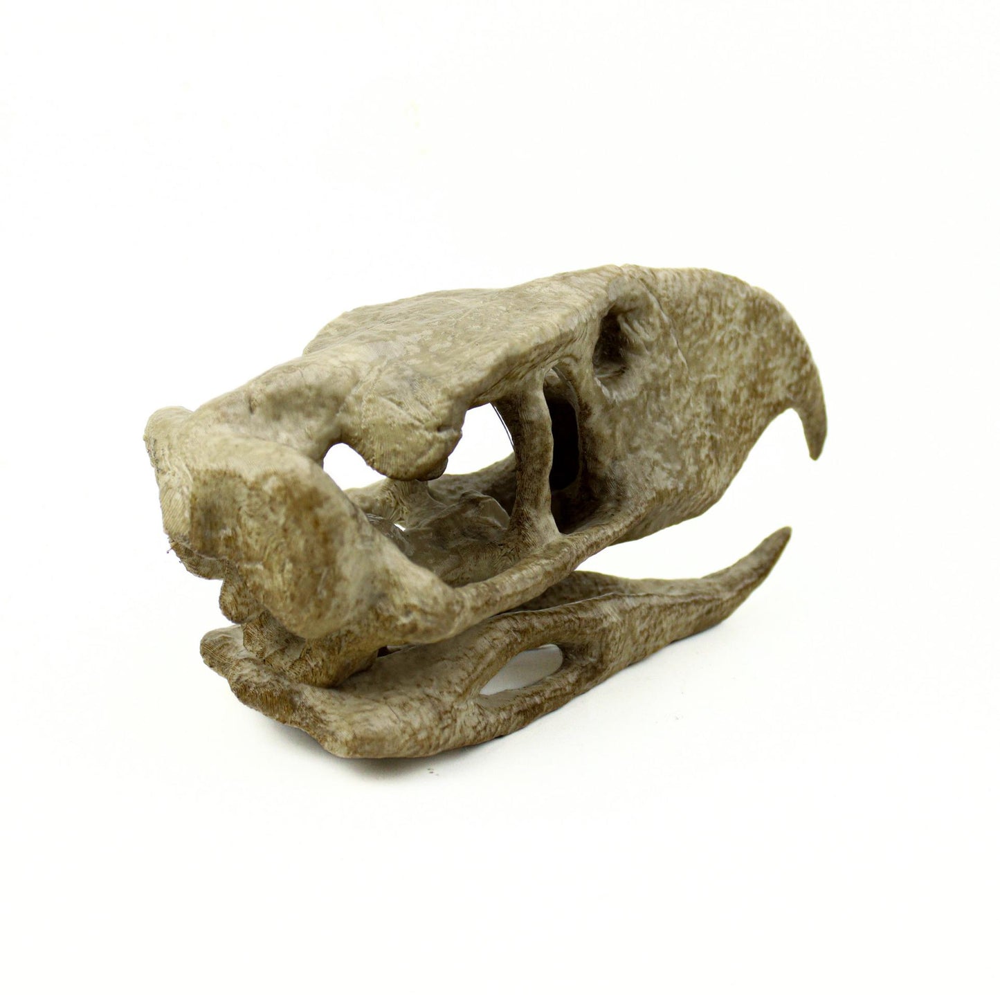 Phorusrhacos Skull Replica, Prehistoric Terror Bird Fossil Decor