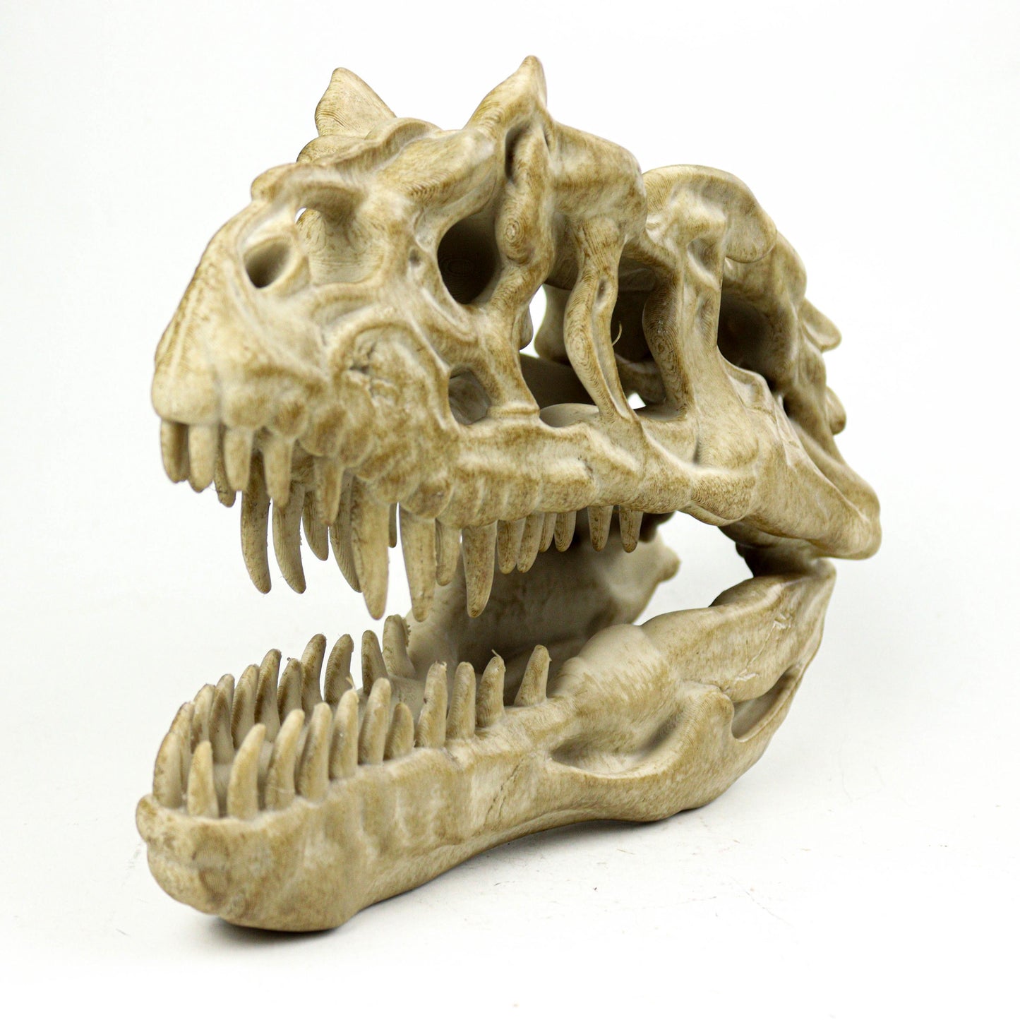 Aged Ceratosaurus Skull Replica: Prehistoric Dinosaur Fossil Model