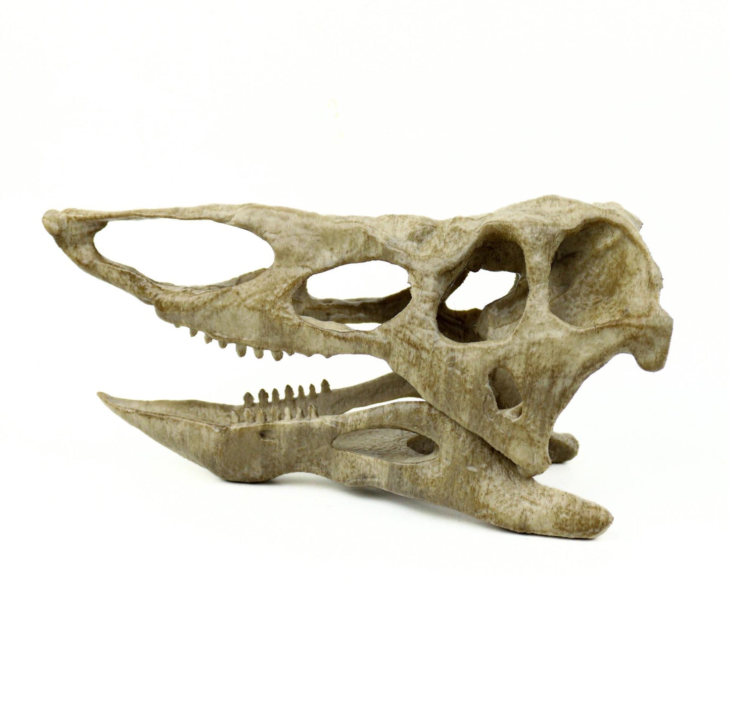 Desmatosuchus Aged Skull Replica, Triassic Fossil Display for Home or Office