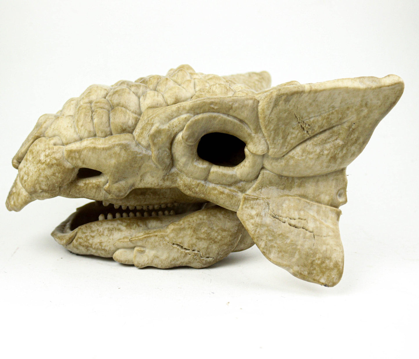 Ankylosaurus skull, Dinosaur Fossil Replica, Prehistoric Decor, Gift for Dinosaur Lovers