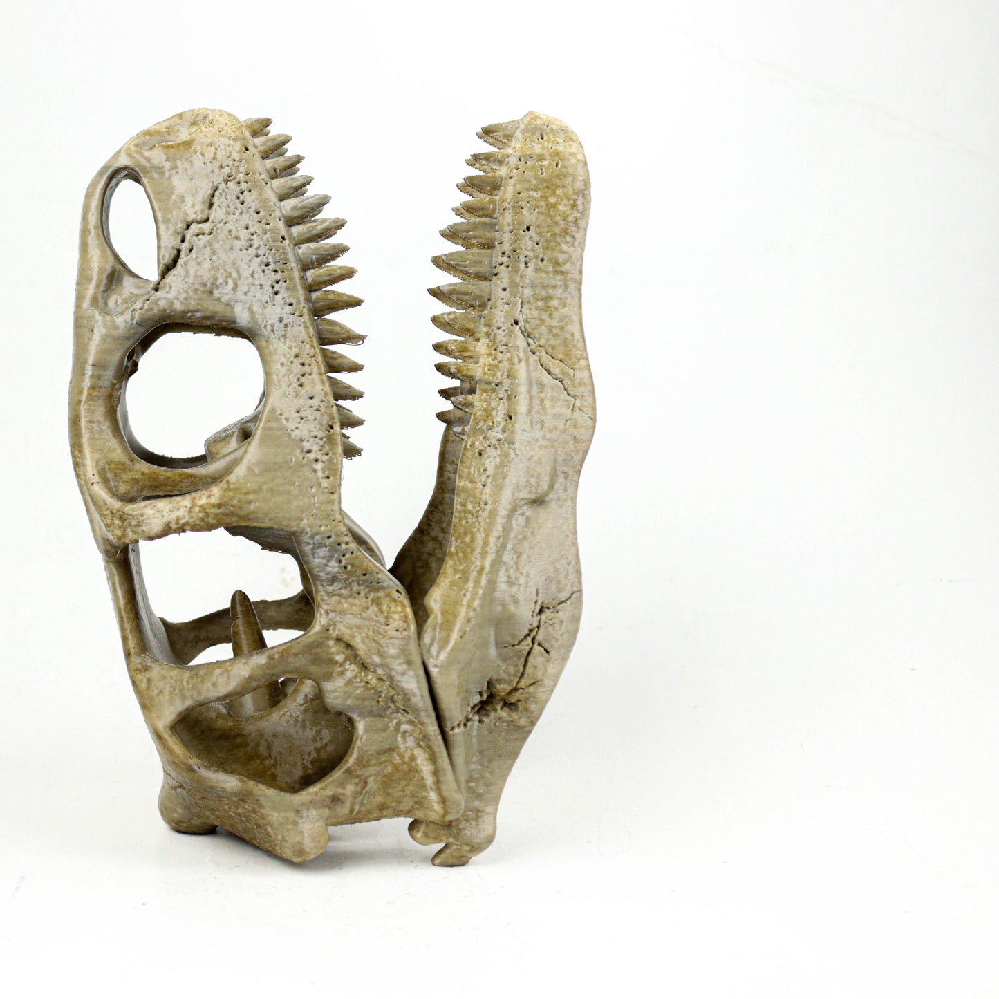 Utahraptor Skull, Dinosaur Fossil Seplica, Prehistoric decor, Gift for dinosaur lovers