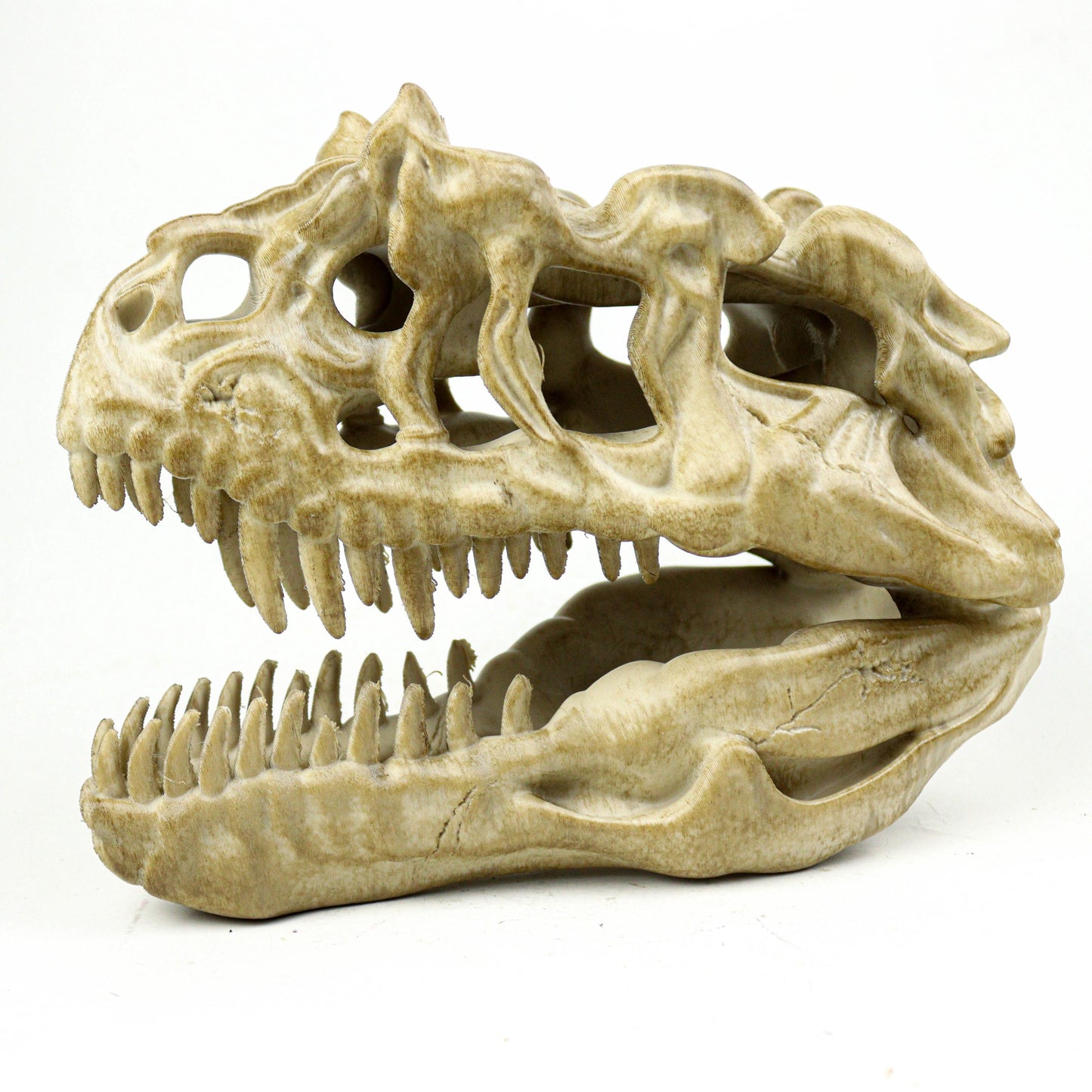 Aged Ceratosaurus Skull Replica: Prehistoric Dinosaur Fossil Model