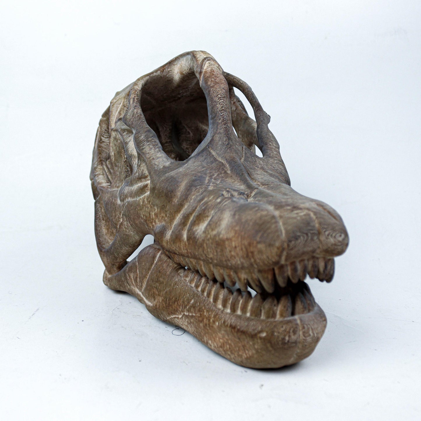 Brachiosaurus Painted Skull Replica, Prehistoric Dinosaur Fossil Model, Unique Dinosaur Lover Gift