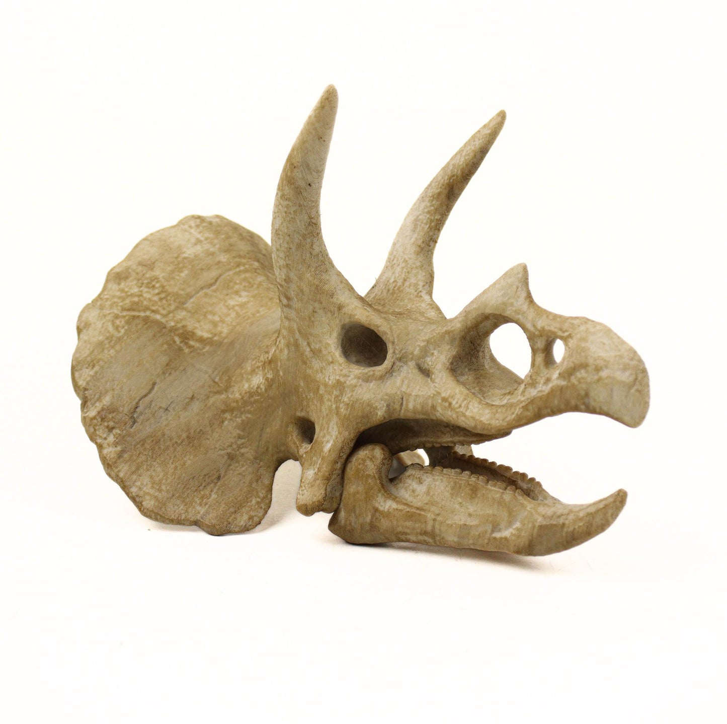 Dinosaurs fossils pack 9.2"/23.5cm Length: T-rex skull, Velociraptor, Allosaurus, Spinosaurus, Triceratops, Dilophosaurus etc