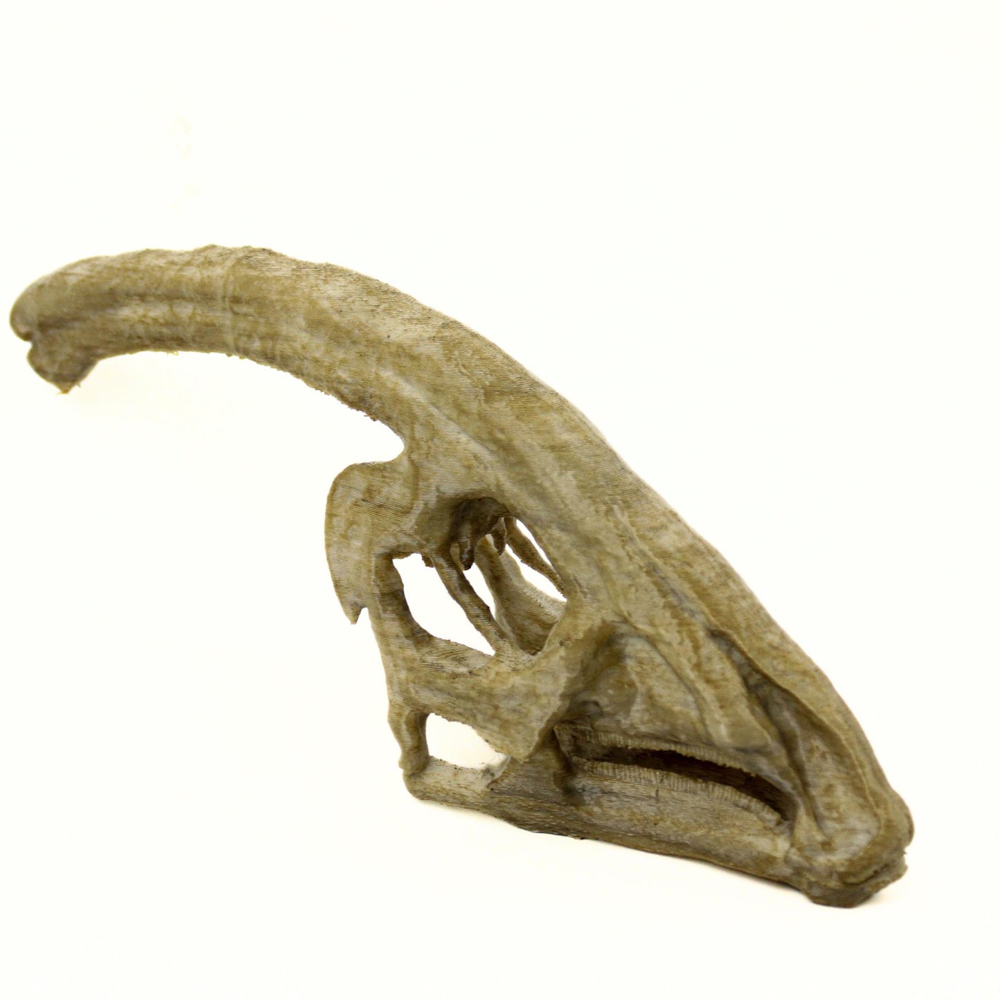Parasaurolophus Ages Skull, Prehistoric Dinosaur Sculpture, Gift for Paleontology Enthusiasts