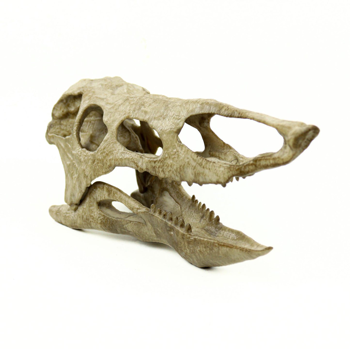 Desmatosuchus Aged Skull Replica, Triassic Fossil Display for Home or Office