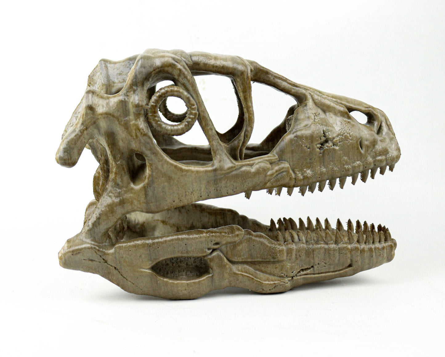 Deinonychus skull, Museum style raptor fossil sculpture for home or office decor