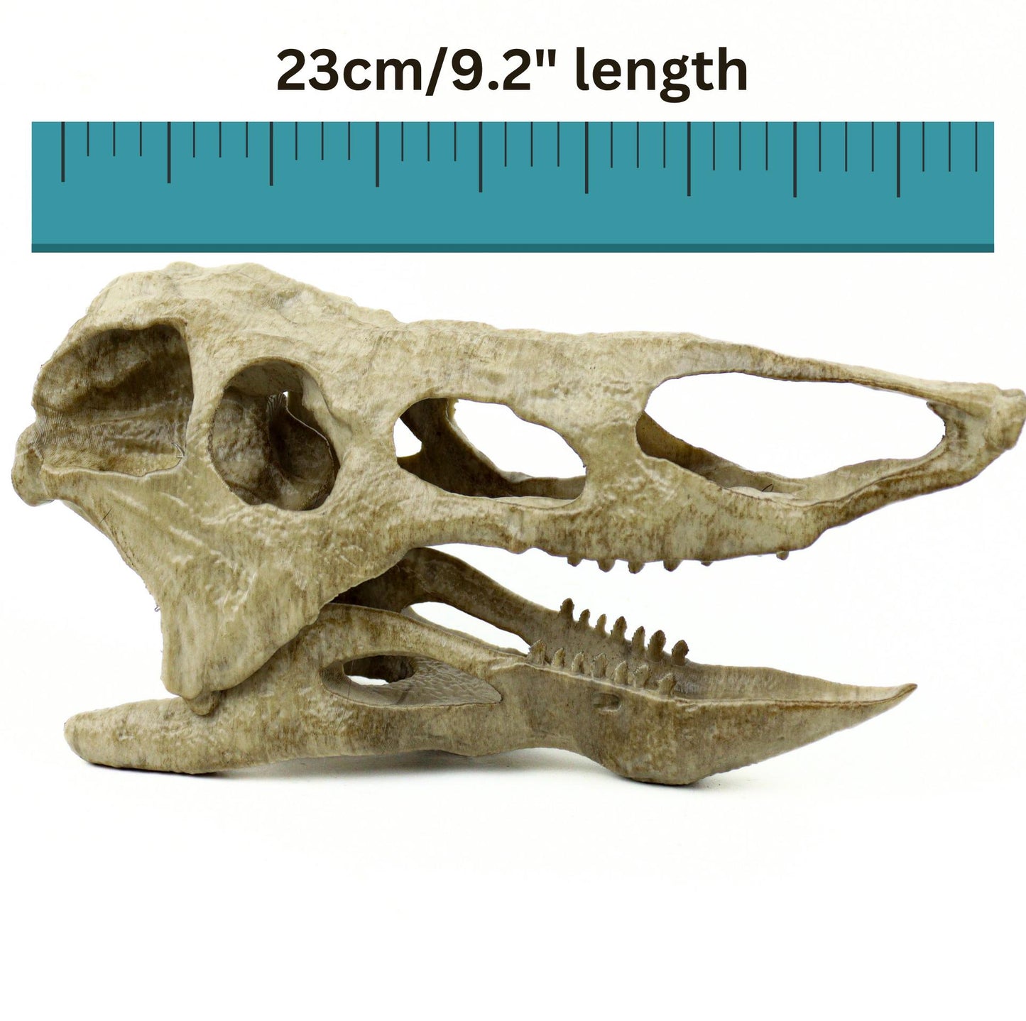 Desmatosuchus Aged Skull Replica, Triassic Fossil Display for Home or Office