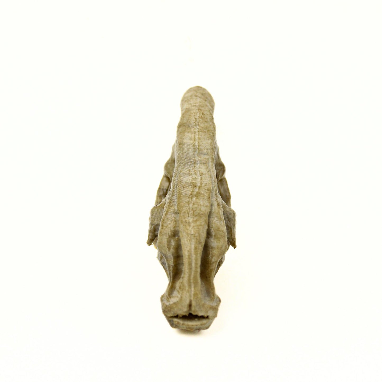 Parasaurolophus Ages Skull, Prehistoric Dinosaur Sculpture, Gift for Paleontology Enthusiasts