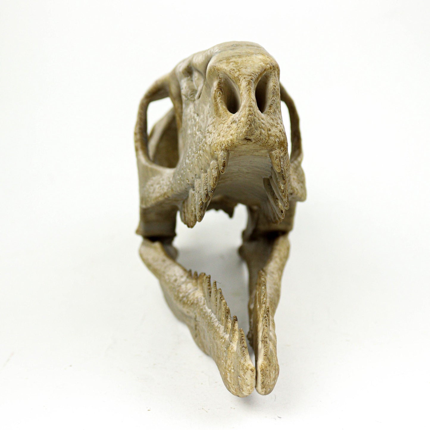 Utahraptor Skull, Dinosaur Fossil Seplica, Prehistoric decor, Gift for dinosaur lovers
