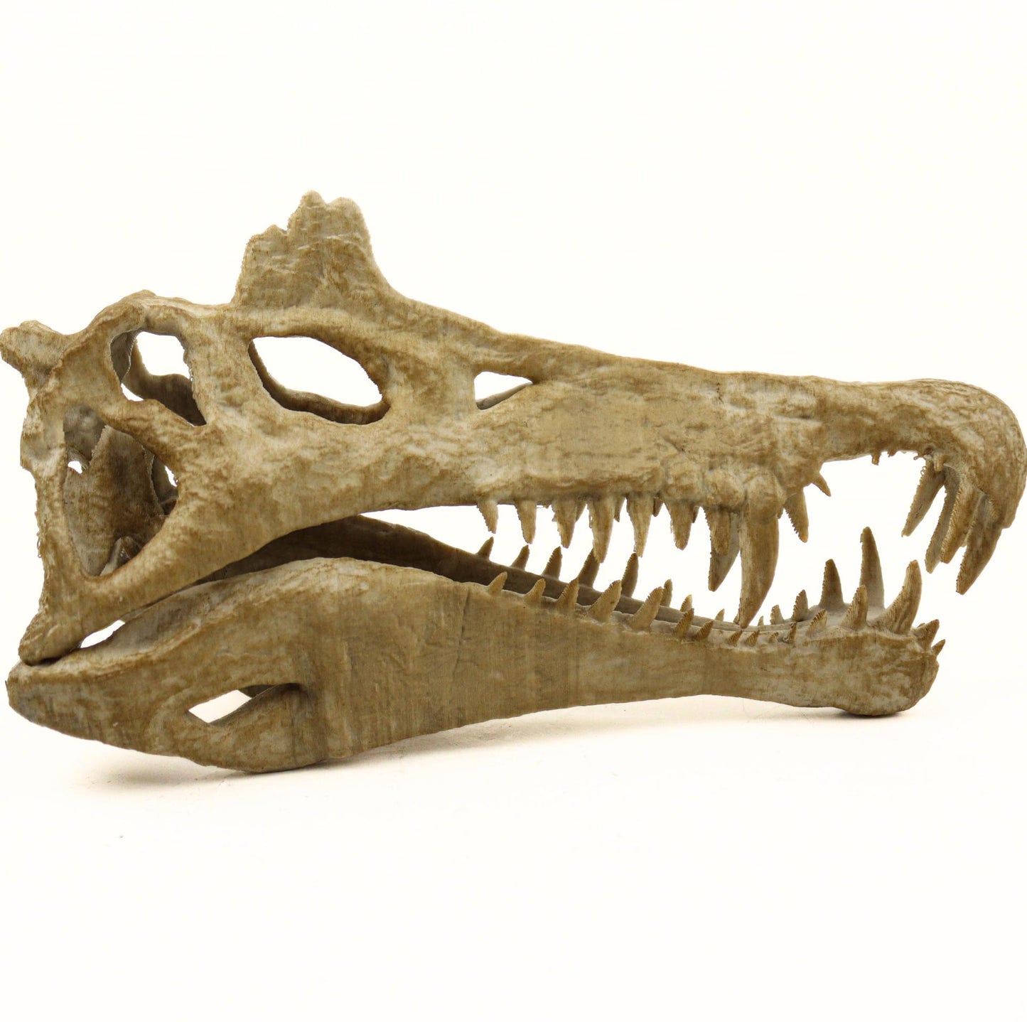 Handpainted Spinosaurus Skull Replica: Aged Dinosaur Fossil Decor